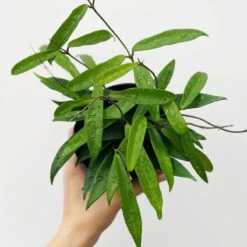 Hoya Hybrid Minibelle - Waxvine Plant