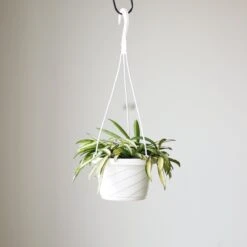 Hoya Kentiana Variegata - Hanging Basket -Eds Plant Shop hoya kentiana variegata hanging basket 428329