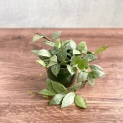 Hoya Krohniana 'Super Silver'