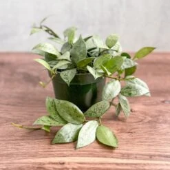 Hoya Krohniana 'Super Silver' -Eds Plant Shop hoya krohniana silver silver hoya 45 inch 622890