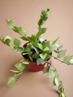 Hoya Krohniana 'Super Silver' -Eds Plant Shop hoya krohniana super silver super silver hoya 458407