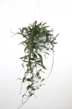 Hoya Lacunosa ‘Royal Flush’ -Eds Plant Shop hoya lacunosa royal flush 804118