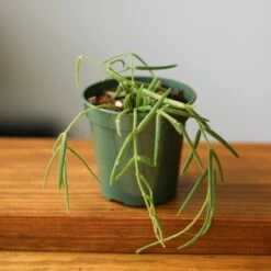 Hoya Linearis - Wax Vine -Eds Plant Shop hoya linearis wax vine 487149