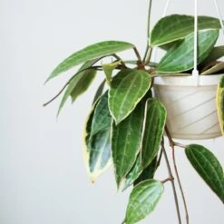 Hoya Macrophylla 'Variegata' -Eds Plant Shop hoya macrophylla variegated hoya various sizes 644852