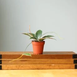 Hoya Macrophylla 'Variegata' -Eds Plant Shop hoya macrophylla variegated hoya various sizes 976066