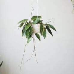 Hoya Macrophylla 'Variegata' -Eds Plant Shop hoya macrophylla variegated hoya various sizes 990692