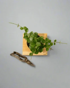 Hoya 'Mathilde' - Miniature Wax Plant -Eds Plant Shop hoya mathilde miniature wax plant 334829