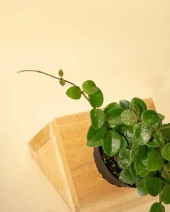 Hoya 'Mathilde' - Miniature Wax Plant -Eds Plant Shop hoya mathilde miniature wax plant 814865