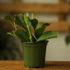 Hoya Pachyclada -Eds Plant Shop hoya pachyclada 252666