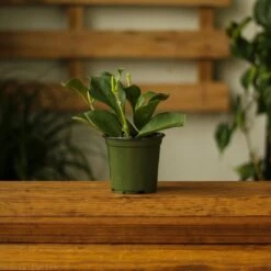 Hoya Pachyclada -Eds Plant Shop hoya pachyclada 286070