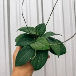 Hoya 'Pottsi' - Pottsi Unique Hoya Plant -Eds Plant Shop hoya pottsi pottsi unique hoya plant 297479