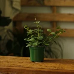 Hoya Pubera Nummularioides -Eds Plant Shop hoya pubera 912943