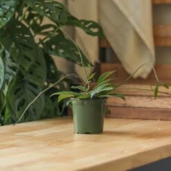 Hoya Pubicalyx 'Splash' Wax Plant -Eds Plant Shop hoya pubicalyx splash wax plant 394737