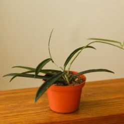 Hoya Shepherdii ‘String Bean’ -Eds Plant Shop hoya shepherdii string bean 133395