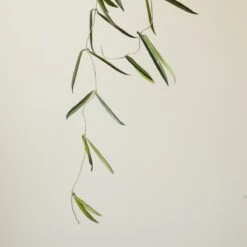 Hoya Shepherdii ‘String Bean’ -Eds Plant Shop hoya shepherdii string bean 169742