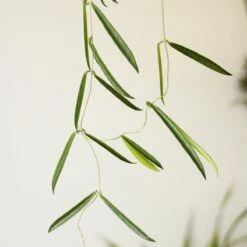 Hoya Shepherdii ‘String Bean’ -Eds Plant Shop hoya shepherdii string bean 403312