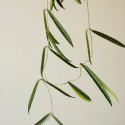 Hoya Shepherdii ‘String Bean’ -Eds Plant Shop hoya shepherdii string bean 493654