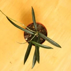 Hoya Shepherdii ‘String Bean’ -Eds Plant Shop hoya shepherdii string bean 531953