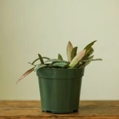 Hoya Sigillatis – Rare Silver-Speckled Hoya -Eds Plant Shop hoya sigillatis 624773