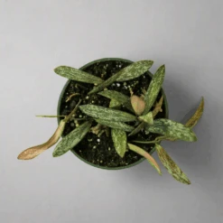 Hoya Sigillatis – Rare Silver-Speckled Hoya