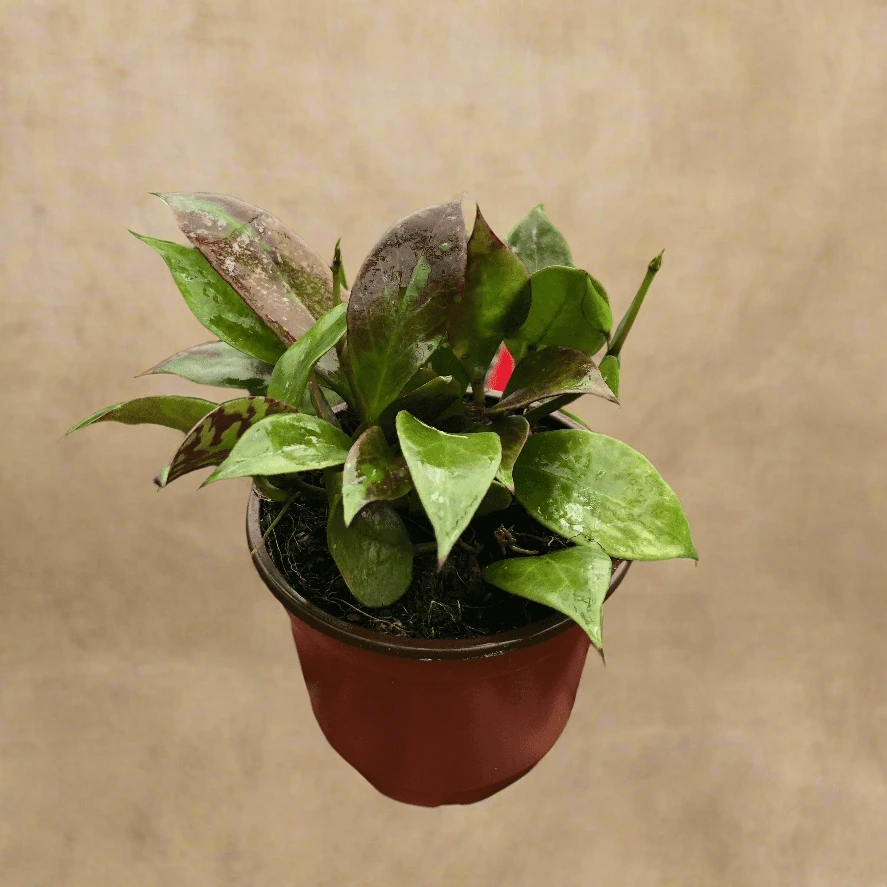 Hoya Sunrise - Brightly Variegated Wax Plant 3 Hoya Sunrise - Brightly Variegated Wax Plant