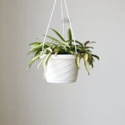 Hoya Wayetii Tricolor Variegated -Eds Plant Shop hoya wayetii tricolor variegated various sizes 131743