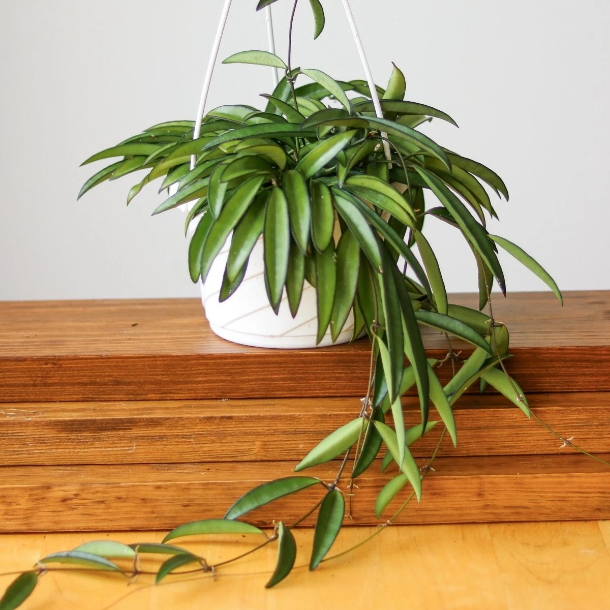 Hoya Wayetti - Waytti Hoya 4 Hoya Wayetti - Waytti Hoya - Image 2