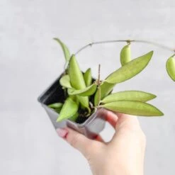 Hoya Wayetti - Waytti Hoya 13 Hoya Wayetti - Waytti Hoya -Eds Plant Shop hoya wayetti waytti hoya 282547