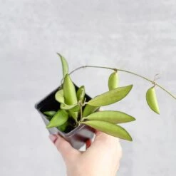 Hoya Wayetti - Waytti Hoya 12 Hoya Wayetti - Waytti Hoya -Eds Plant Shop hoya wayetti waytti hoya 301317