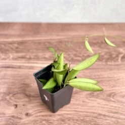 Hoya Wayetti - Waytti Hoya 11 Hoya Wayetti - Waytti Hoya -Eds Plant Shop hoya wayetti waytti hoya 505687