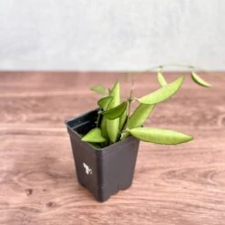 Hoya Wayetti - Waytti Hoya 10 Hoya Wayetti - Waytti Hoya -Eds Plant Shop hoya wayetti waytti hoya 900346