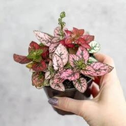 Hypoestes Phyllostachya 'Polka Dot Plant' -Eds Plant Shop hypoestes phyllostachya polka dot plant 4 inch 477928