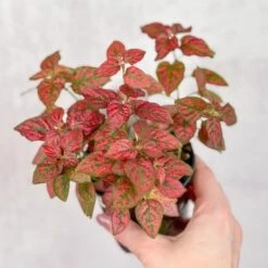 Hypoestes Phyllostachya 'Polka Dot Plant' -Eds Plant Shop hypoestes phyllostachya polka dot plant 4 inch 642780