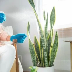 Instant Plant Protection 4-Tablet Pouch Bundle (2 Pack) -Eds Plant Shop instant plant protection 4 tablet pouch bundle 2 pack 449865