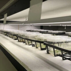 Integrated 4' LED Grow Light– Dual T8 Sun White Pro Spectrum -Eds Plant Shop integrated 4 led grow light dual t8 sun white pro spectrum 910661