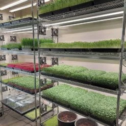 Integrated Strip 4' LED Grow Light–T5 Sun White Pro Spectrum -Eds Plant Shop integrated strip 4 led grow light t5 sun white pro spectrum 633774