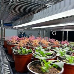 Integrated Strip 4' LED Grow Light – T5 Sun White Spectrum -Eds Plant Shop integrated strip 4 led grow light t5 sun white spectrum 246233