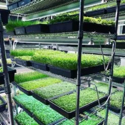 Integrated Strip 4' LED Grow Light – T5 Sun White Spectrum -Eds Plant Shop integrated strip 4 led grow light t5 sun white spectrum 346155