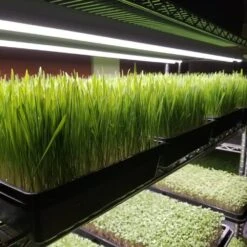 Integrated Strip T5 4FT LED Grow Light (54W Eqv.) – Red Bloom Pro Spectrum -Eds Plant Shop integrated strip t5 4ft led grow light 54w eqv red bloom pro spectrum 561427