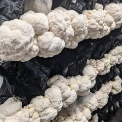 Integrated Strip T5 4FT LED Mushroom Grow Light (54W Eqv.) – Blue Sun Spectrum -Eds Plant Shop integrated strip t5 4ft led mushroom grow light 54w eqv blue sun spectrum 665208