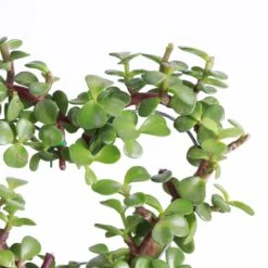 Jade Heart Bonsai -Live Plant -Eds Plant Shop jade heart bonsai live plant 194561