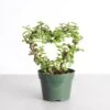 Jade Heart Bonsai -Live Plant -Eds Plant Shop jade heart bonsai live plant 321942