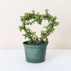 Jade Heart Bonsai -Live Plant -Eds Plant Shop jade heart bonsai live plant 325358