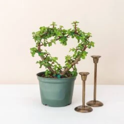 Jade Heart Bonsai -Live Plant -Eds Plant Shop jade heart bonsai live plant 377307