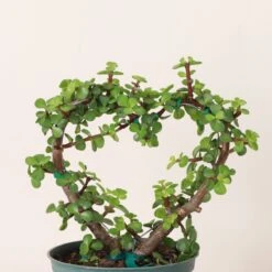 Jade Heart Bonsai -Live Plant -Eds Plant Shop jade heart bonsai live plant 645181
