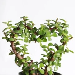 Jade Heart Bonsai -Live Plant -Eds Plant Shop jade heart bonsai live plant 942384