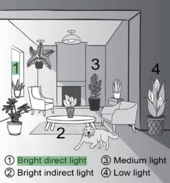 Jade Heart Bonsai -Live Plant -Eds Plant Shop jade heart bonsai live plant 992369
