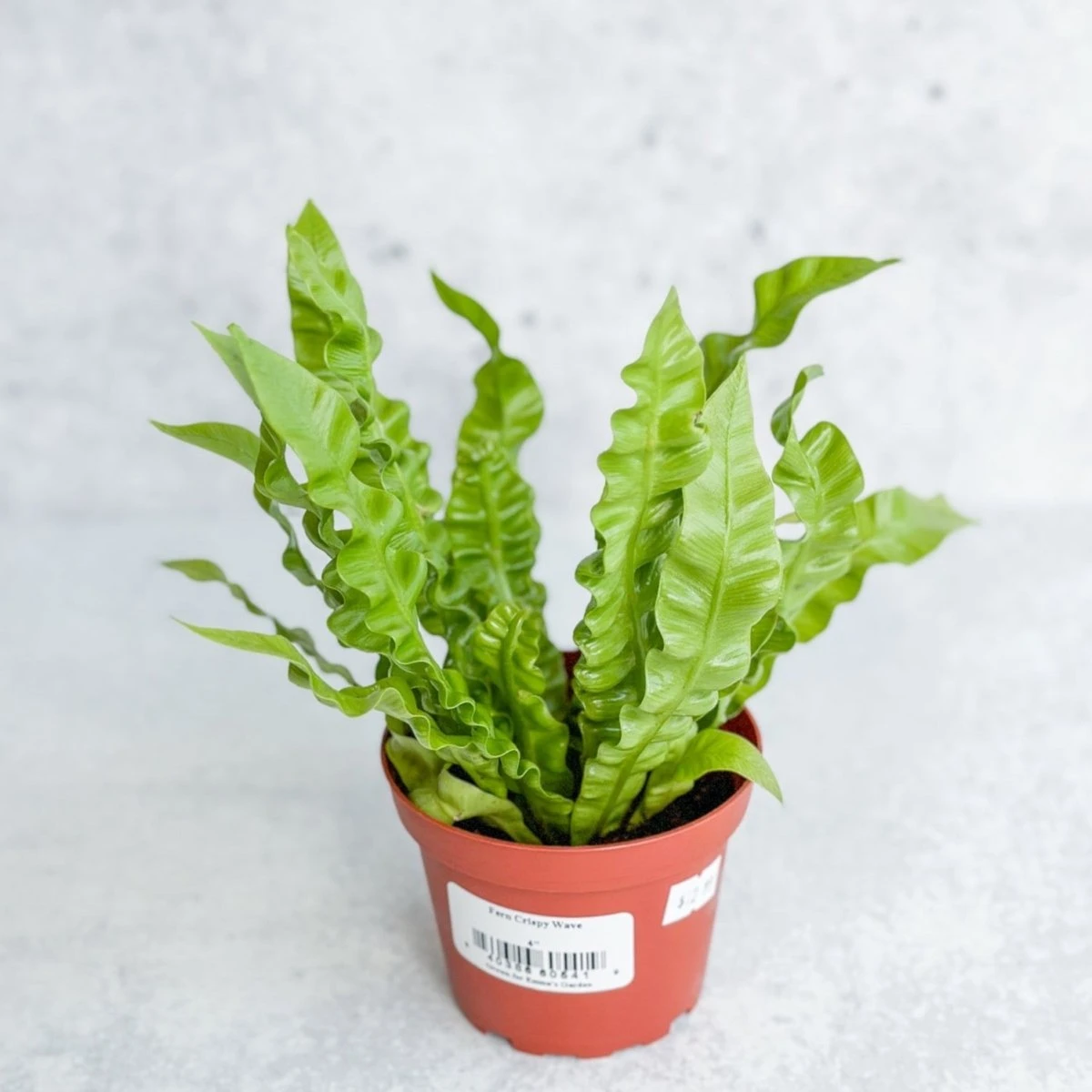 Japanese Asplenium Nidus ‘Crispy Wave Fern’ - 4 Inch 3 Japanese Asplenium Nidus ‘Crispy Wave Fern’ - 4 Inch
