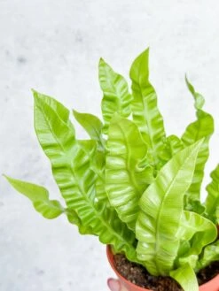 Japanese Asplenium Nidus ‘Crispy Wave Fern’ - 4 Inch 11 Japanese Asplenium Nidus ‘Crispy Wave Fern’ - 4 Inch -Eds Plant Shop japanese asplenium nidus crispy wave fern 4 inch 396233