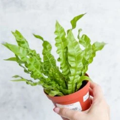 Japanese Asplenium Nidus ‘Crispy Wave Fern’ - 4 Inch 9 Japanese Asplenium Nidus ‘Crispy Wave Fern’ - 4 Inch -Eds Plant Shop japanese asplenium nidus crispy wave fern 4 inch 566472